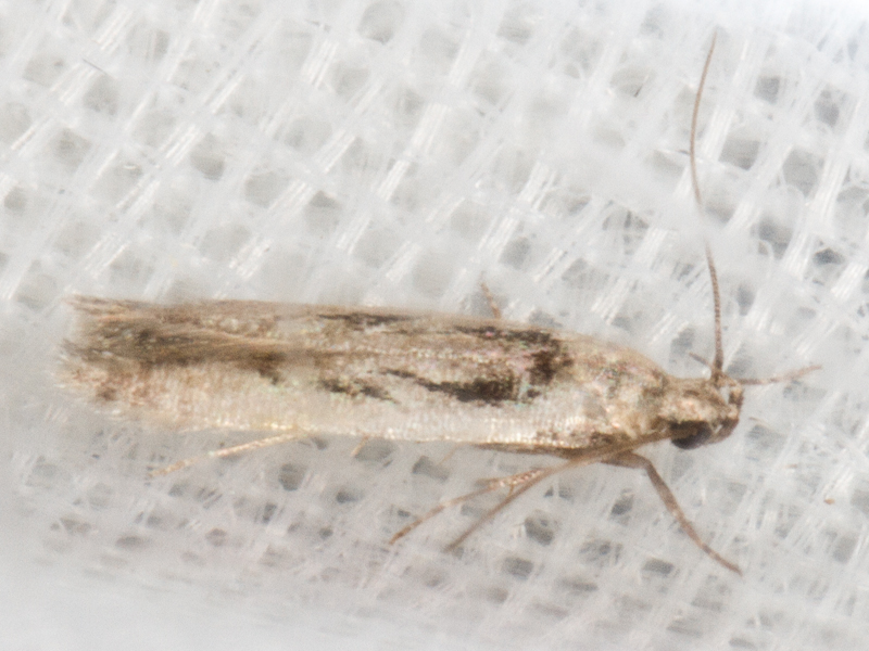 Carpatolechia decorella